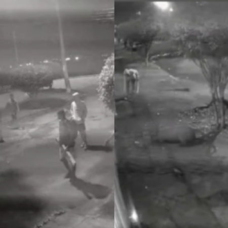 Capivara é covardemente atacada por 8 homens no Rio; suspeitos são presos