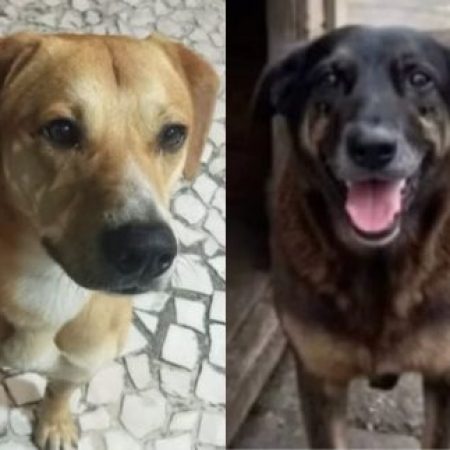 Família de adolescente investigado no caso do cão Caramelo foi quem procurou a polícia. Ouça o relato
