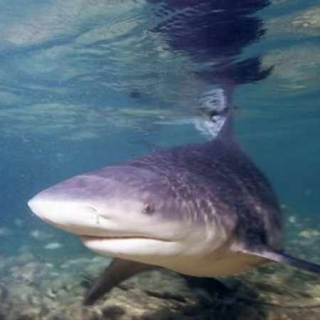 Antes de novo ataque de tubarão, menino mordido em outra praia teve perna amputada